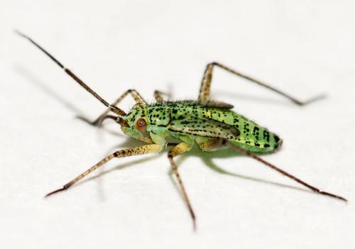 Réf. 177 656 : Oncotylus viridiflavus viridiflavus