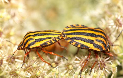 Réf. 177 478 : Graphosoma italicum