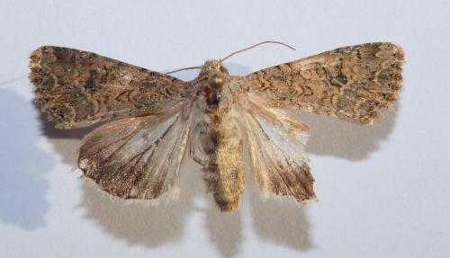 Réf. 177 043 : Anarta trifolii