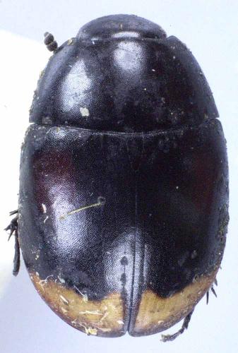 Sphaeridium lunatum