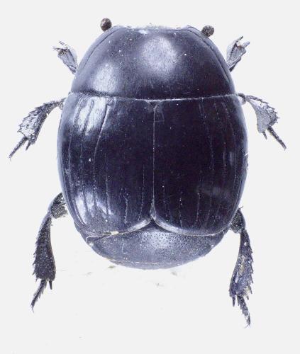 Réf. 177 855 : Hister unicolor