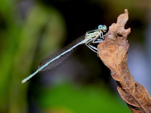Platycnemis pennipes