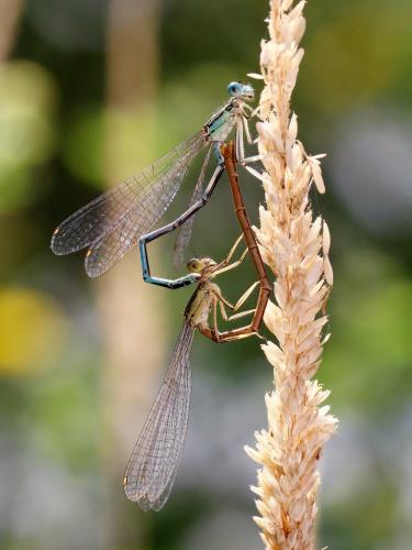 Platycnemis latipes