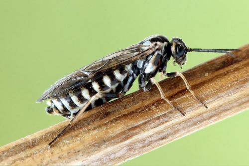 Empria magnicornis