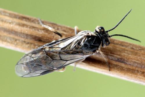 Empria magnicornis