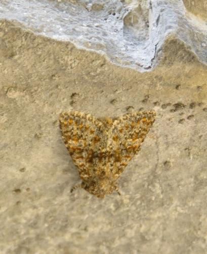 Réf. 177 533 : Polymixis flavicincta