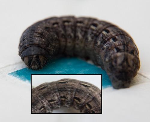 Noctua pronuba