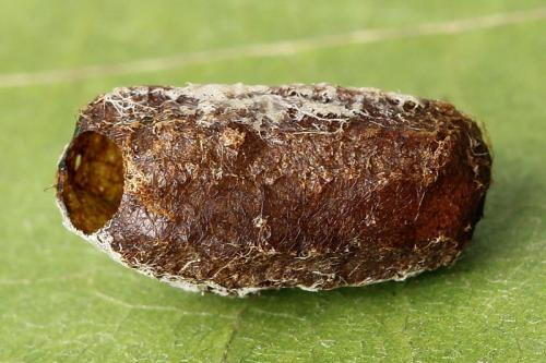 Euura longiserra