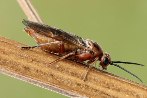 Réf. 177 327 : Euura longiserra