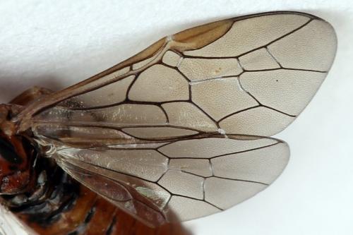 Réf. 177 329 : Euura longiserra