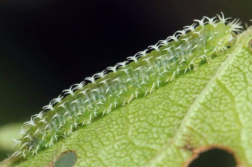Pareophora pruni