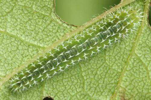 Pareophora pruni