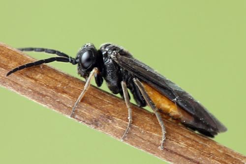 Pareophora pruni