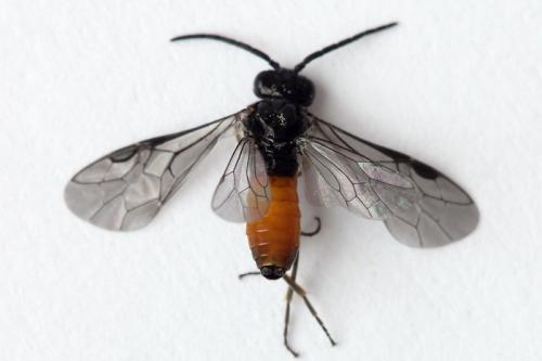 Pareophora pruni