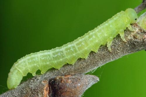 Euura sp.
