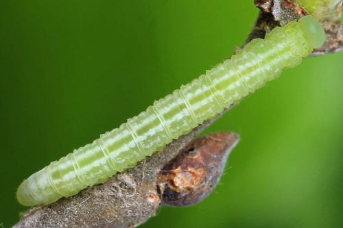 Euura sp.