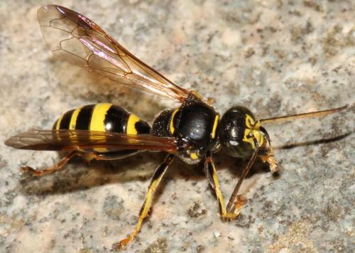 Gorytes laticinctus