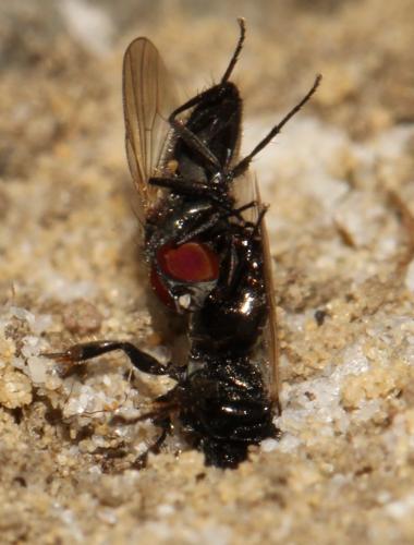 Oxybelus bipunctatus