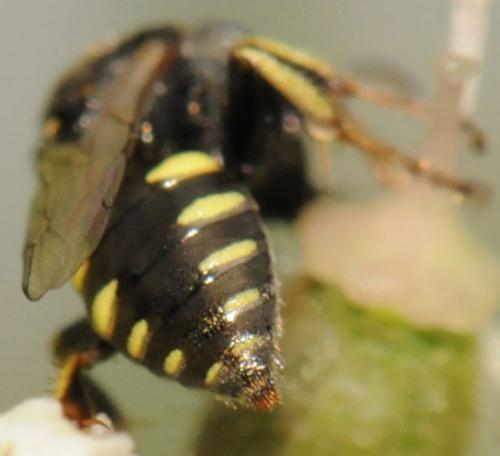 Oxybelus bipunctatus