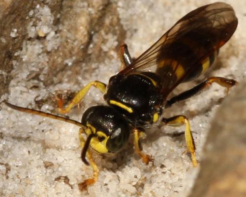 Gorytes laticinctus