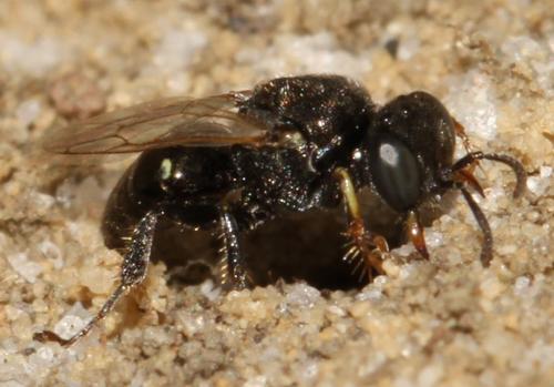 Oxybelus bipunctatus
