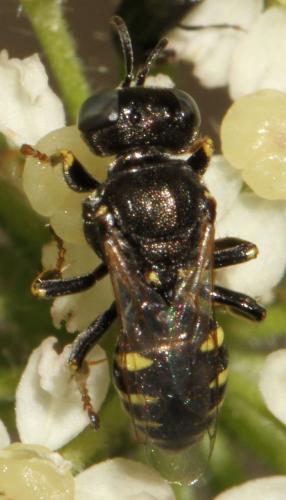 Oxybelus bipunctatus