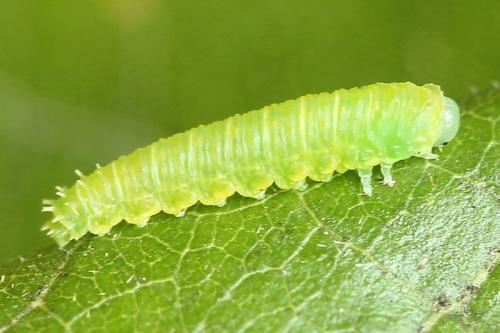Pareophora pruni
