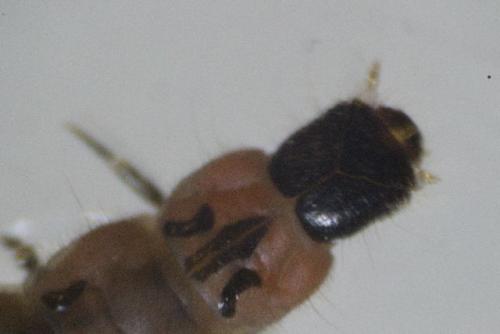 Malachius bipustulatus