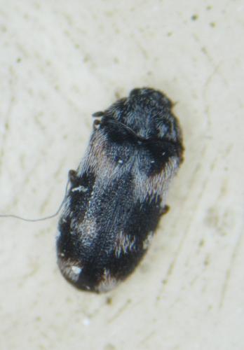 Trogoderma angustum