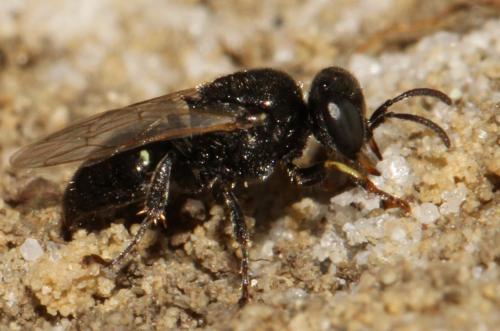 Oxybelus bipunctatus
