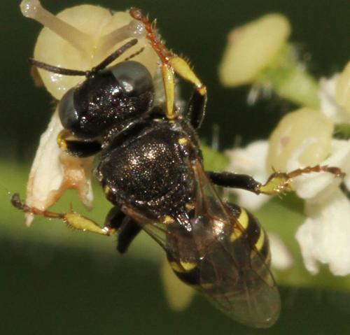 Oxybelus bipunctatus