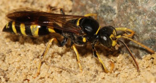 Réf. 177 604 : Gorytes laticinctus