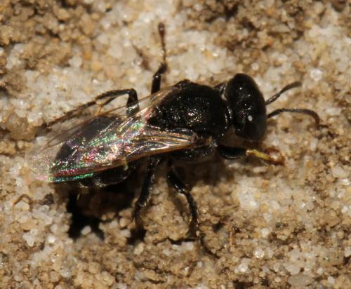 Oxybelus bipunctatus