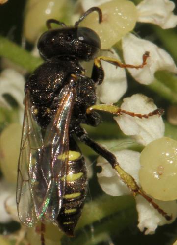 Oxybelus bipunctatus