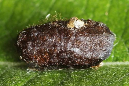 Euura sp.