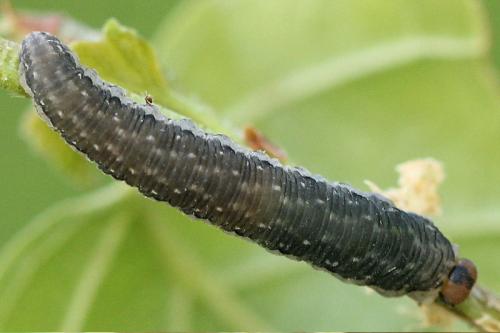 Empria magnicornis