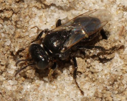Oxybelus bipunctatus