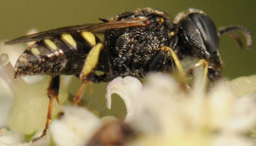 Oxybelus bipunctatus