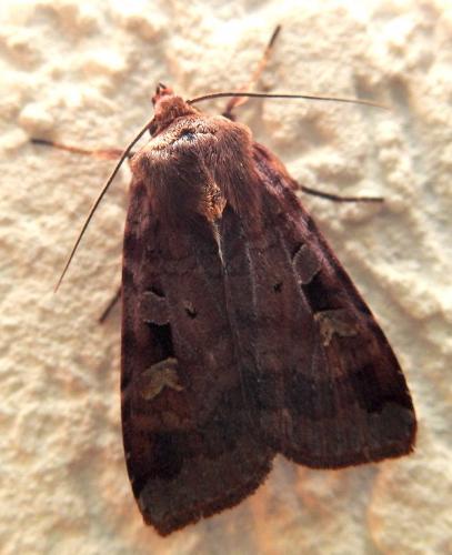 Diarsia brunnea