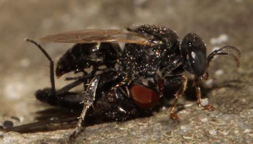 Oxybelus bipunctatus
