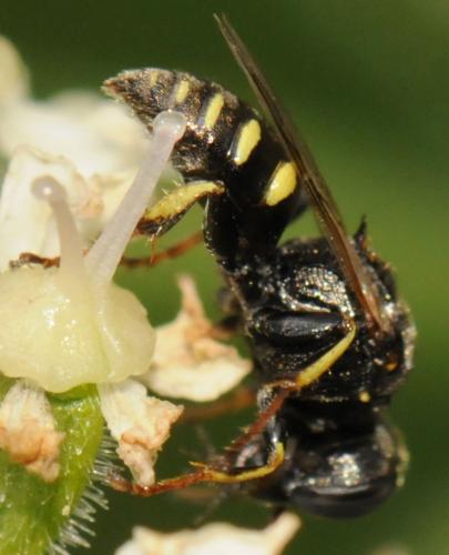 Oxybelus bipunctatus