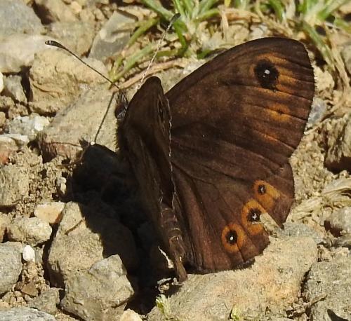 Lasiommata petropolitana