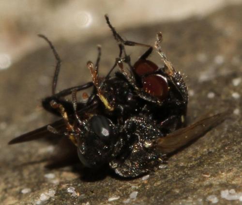 Oxybelus bipunctatus