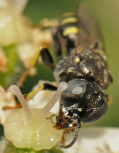 Oxybelus bipunctatus
