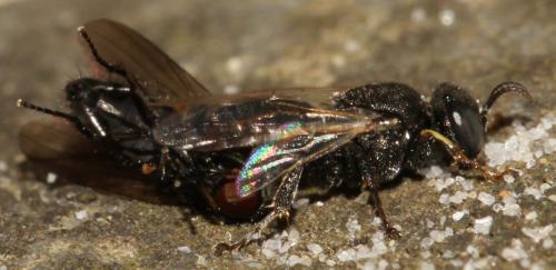Oxybelus bipunctatus