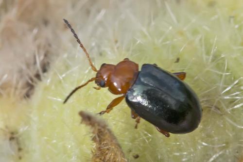 Réf. 177 956 : Podagrica sp.