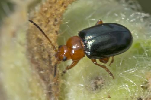 Réf. 177 957 : Podagrica sp.