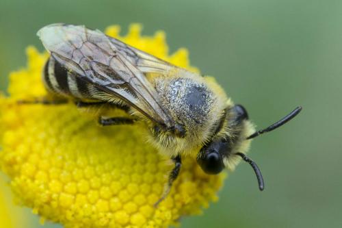 Colletes sp.
