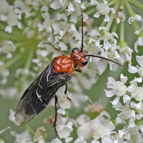 Réf. 177 624 : Hemichroa australis