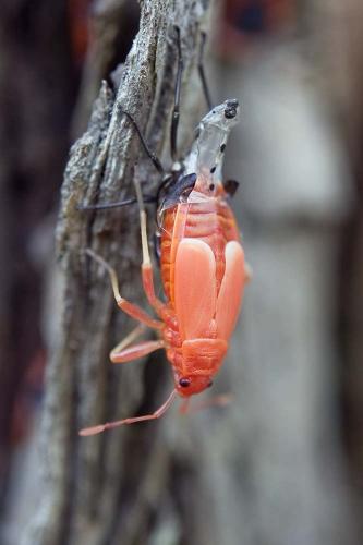 Réf. 177 790 : Pyrrhocoris apterus